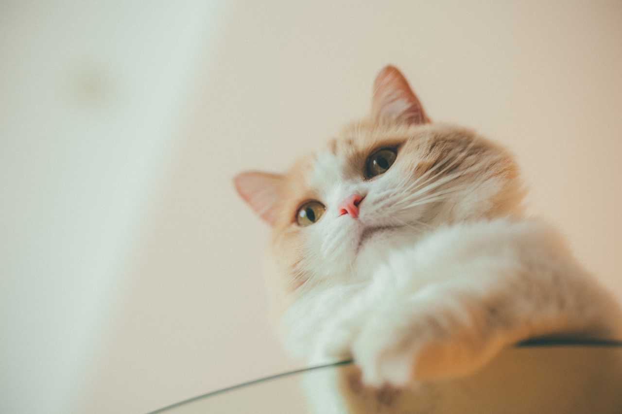 2024/7/30(火)発売!!藤原樹『樹 & マース フォトブック「Mars」』特設